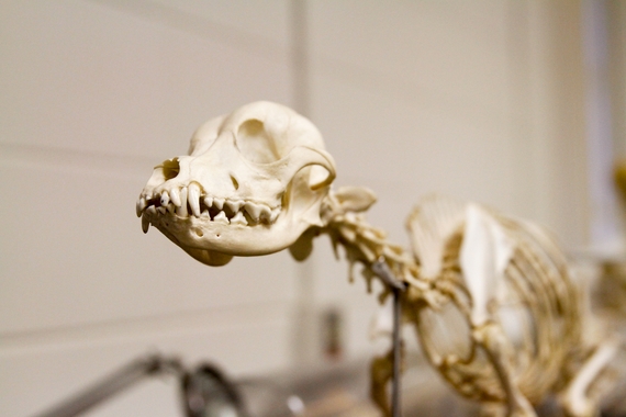 Animal Skeleton in Research Lab