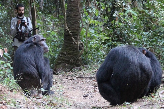 Nisarg Desai observes wild chimps known as Sandi, Ferdinand and Siri in Tanzania