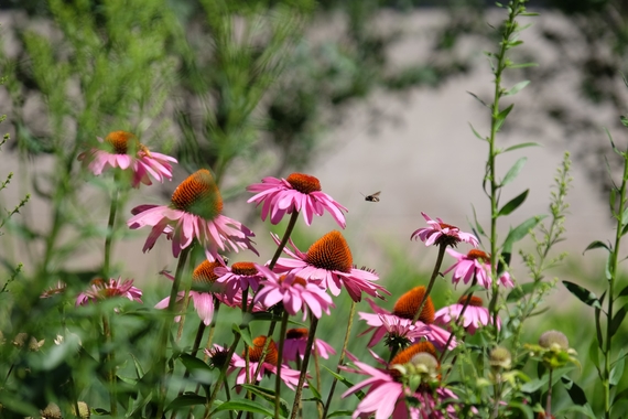 Pink cone flowers