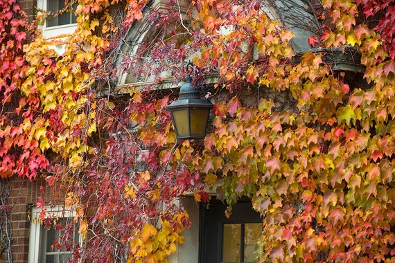 Fall image with maroon, gold and green ivy on a brick building on Twin Cities campus.