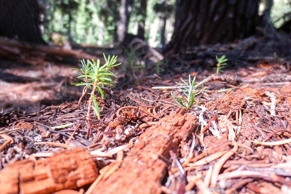New growth on forest floor