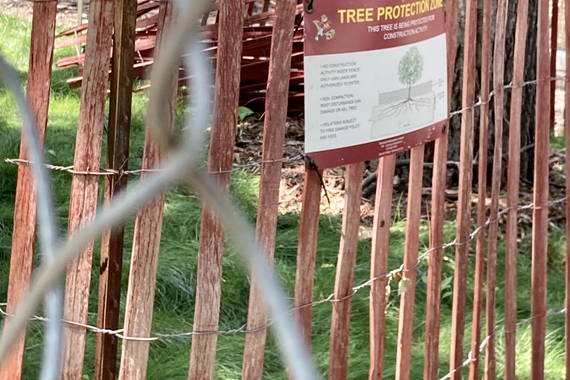 Picture Tree Protection Zone in Shevlin Construction area