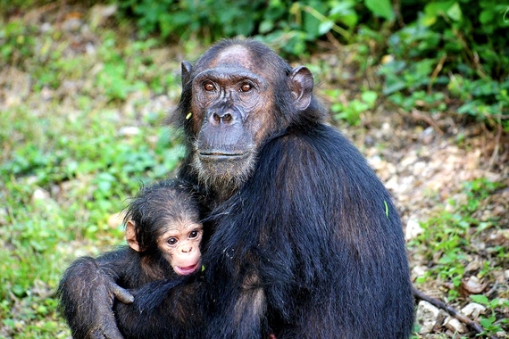 Tanzanian Ape