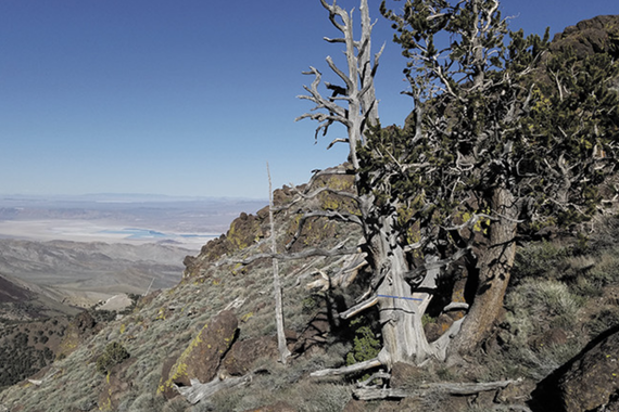 500-year-old Great Basin bristlecone pine, growing on a dry, rocky hill slope in Nevada