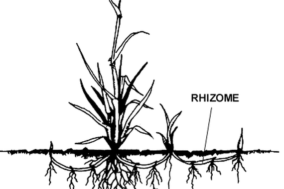 image of a continuously growing horizontal underground stem which puts out lateral shoots and adventitious roots at intervals.