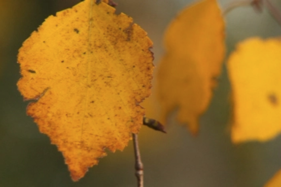 a close up of a yellow leaf hanging from a tree