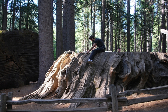 A man sits on a massive flat tree stump in the forest