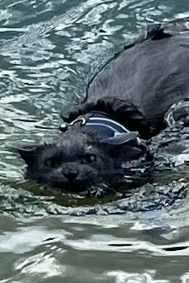 Black cat swimming in water
