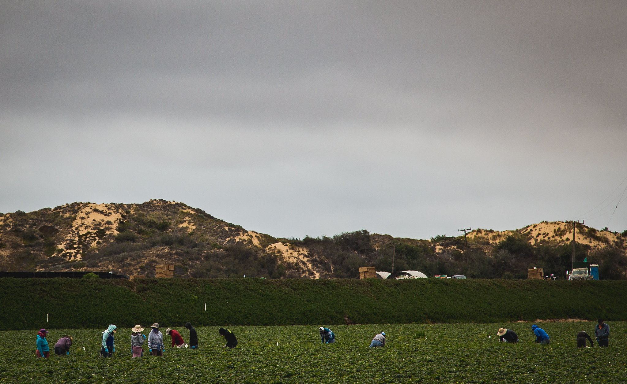 Farm workers in a field in California