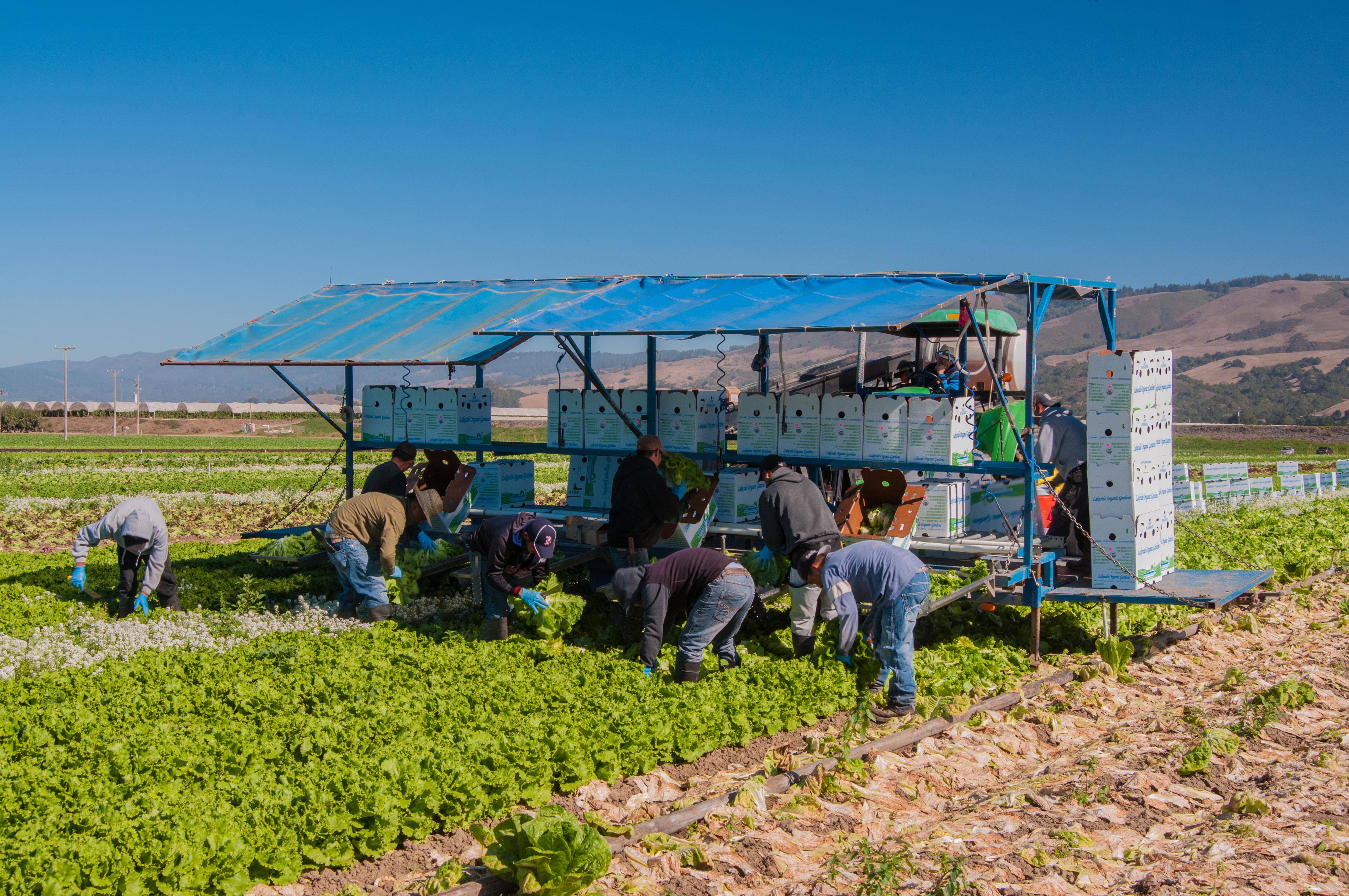 Migrant workers harvest lettuce in California. 
