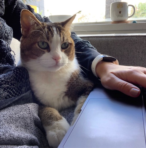 Photo of PhD candidate Hannah Jorgenson's hand, computer, and cat