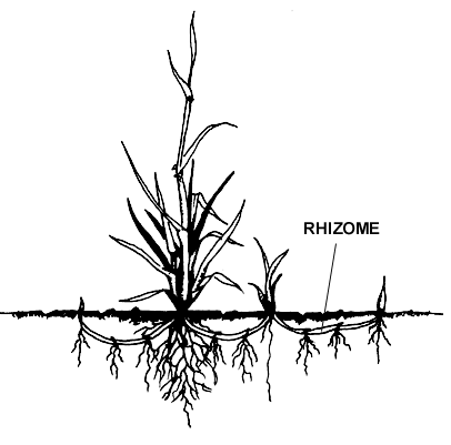 image of a continuously growing horizontal underground stem which puts out lateral shoots and adventitious roots at intervals.