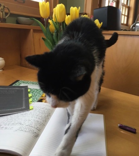 Photo of Prof Julie Schumacher's table with cat walking across writing notebook