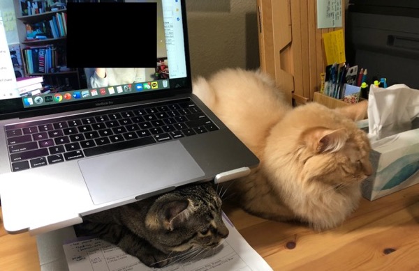 Photo of Sungjin Shin home office with two cats next to (and under) computer